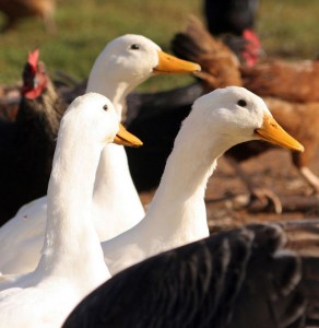 Ducks 1