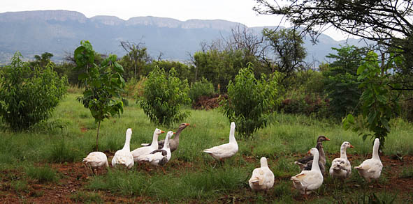 Geese orchard