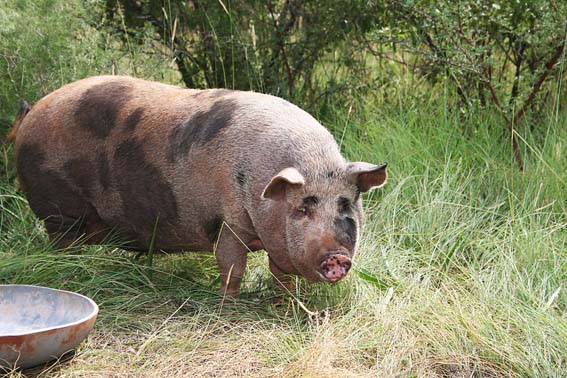 Kolbrook sow