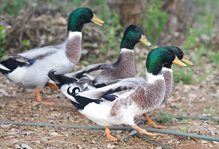 Mallard Ducks Mallard drakes