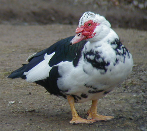 duck chicken