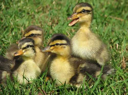 Ducklings
