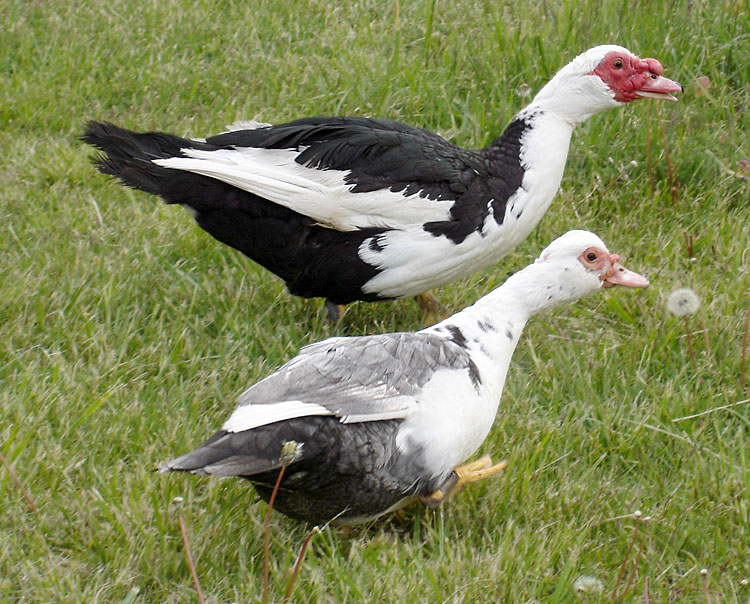 My Duck Has Black And White Feathers With A Green Bill See Pictures 9