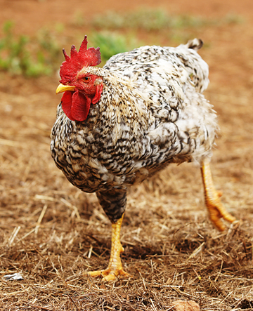 Chicken scratching