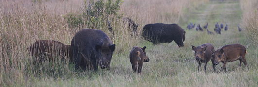 Free range wild boar A sounder of free range wild boar