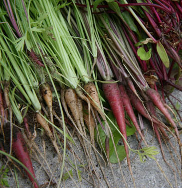 Veg heirloom carots