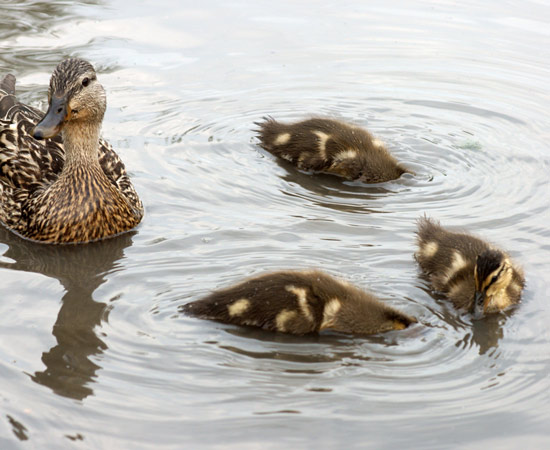 Brooding Ducklings
