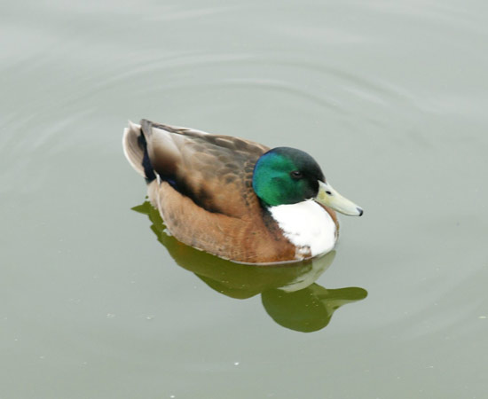 Mallard ducks