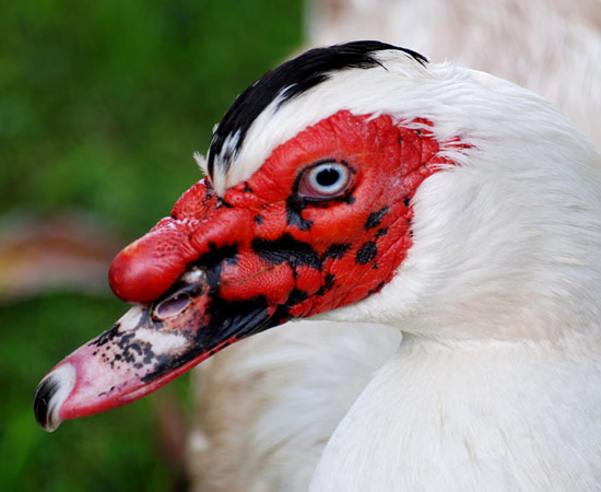 Muscovy Ducks