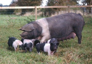 pig