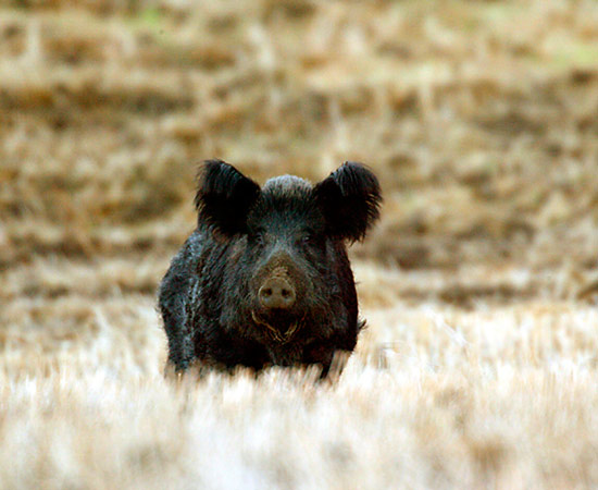 Hunting for pigs