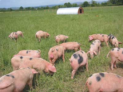 pigs-outside-field