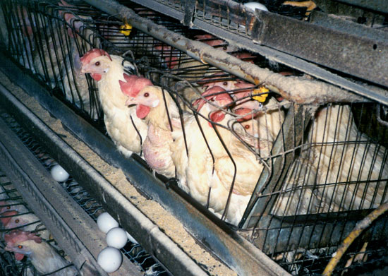 poor-chickies-1