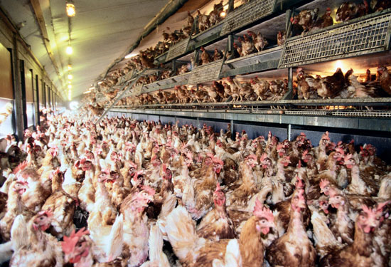 poor-chickies-3