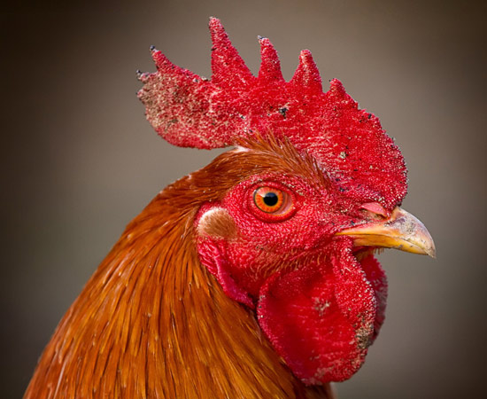 Indigenous poultry breeds in South Africa
