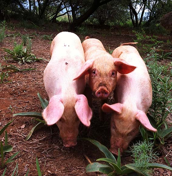white pigletts 1 1